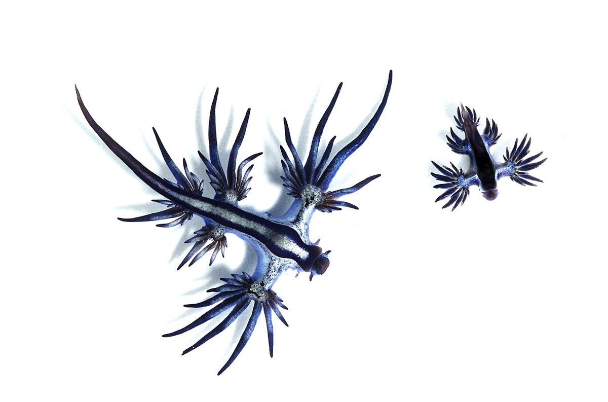 The Glaucus Atlanticus (Blue Dragon)