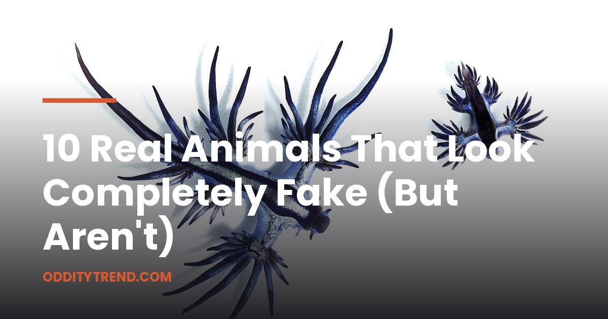 10 Real Animals That Look Completely Fake (But Aren't)