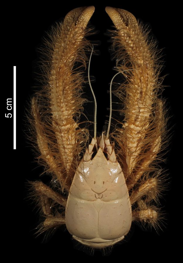 The Yeti Crab