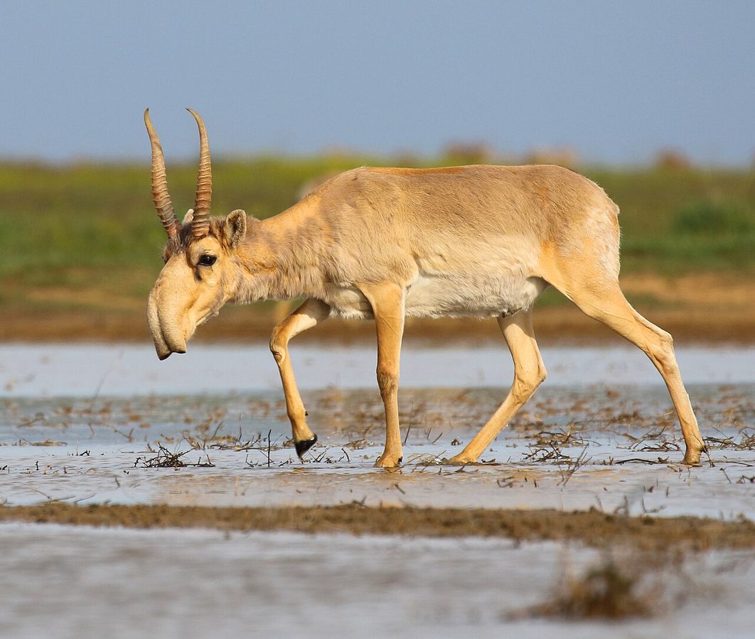 The Saiga Antelope