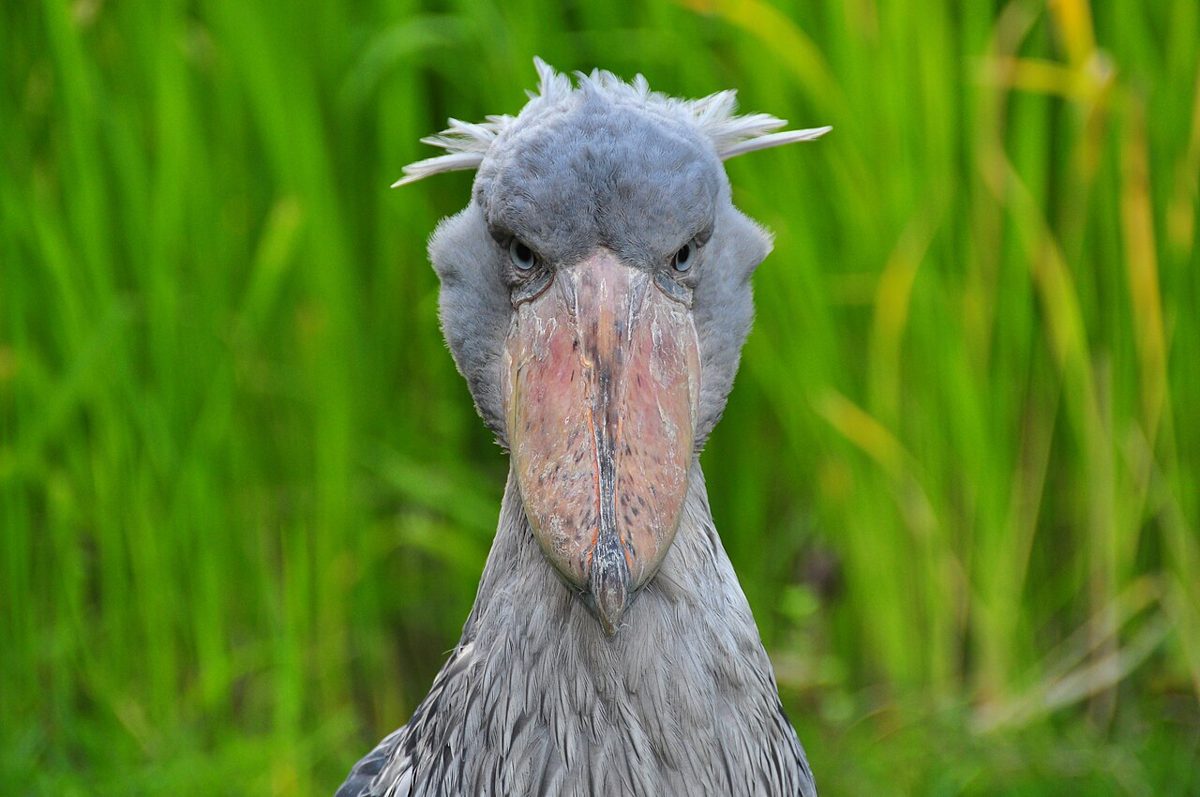 The Shoebill Stork