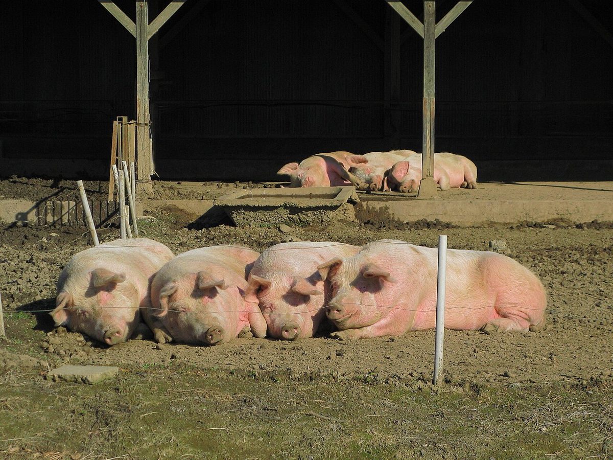 France: Pigs Can