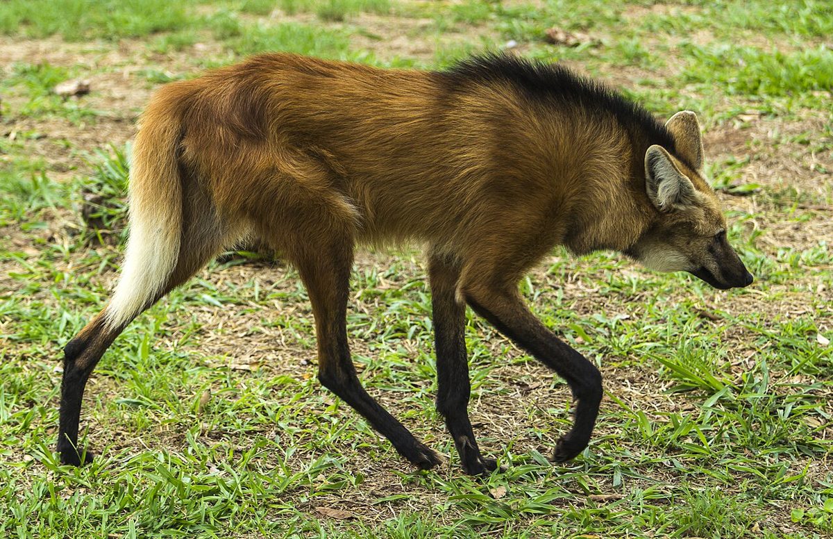 The Maned Wolf