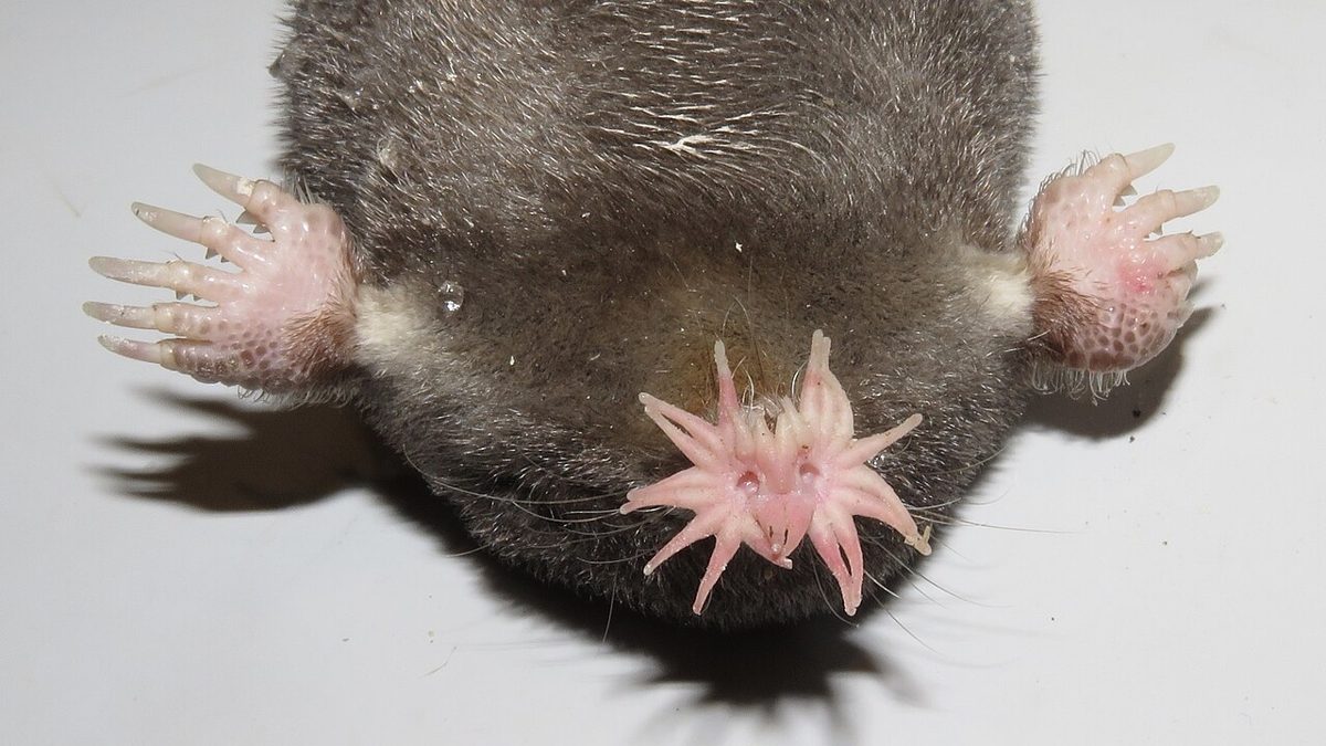 The Star-Nosed Mole