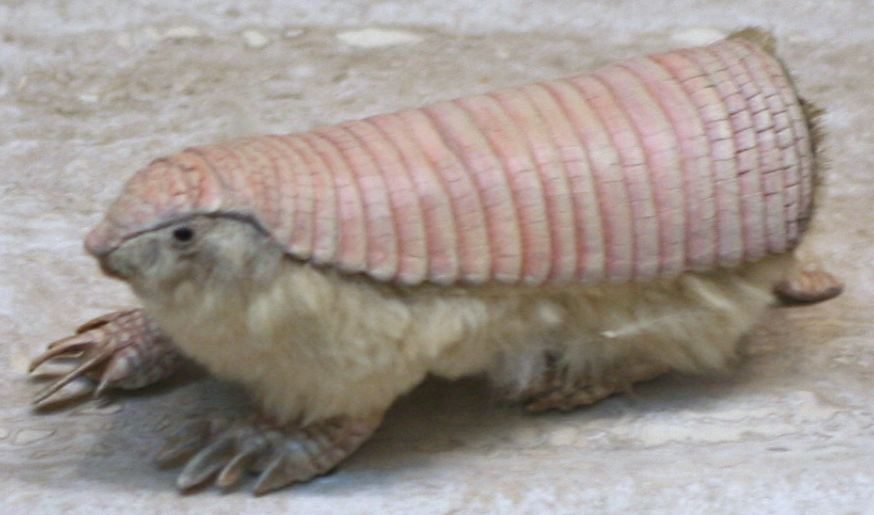 The Pink Fairy Armadillo