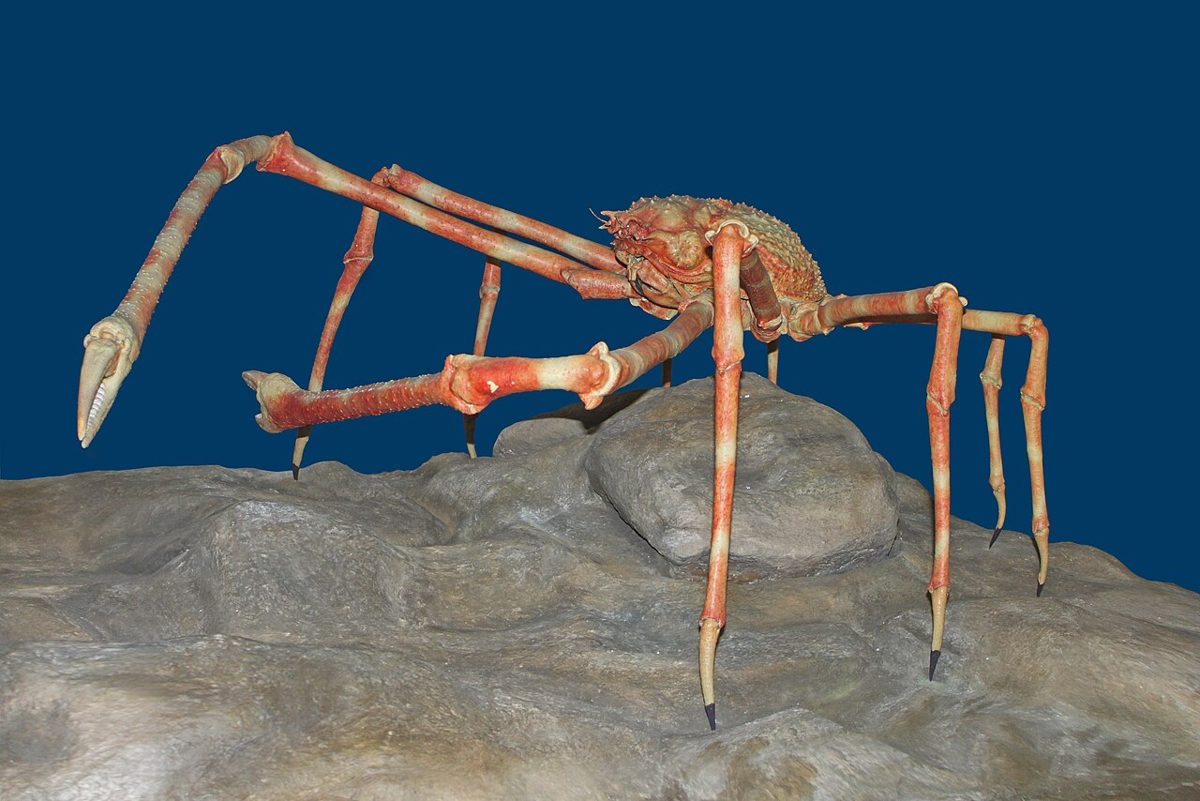 The Japanese Spider Crab