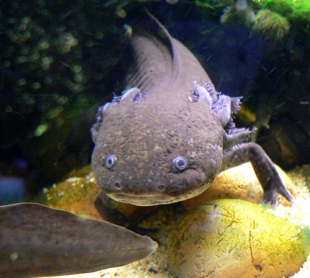 The Axolotl