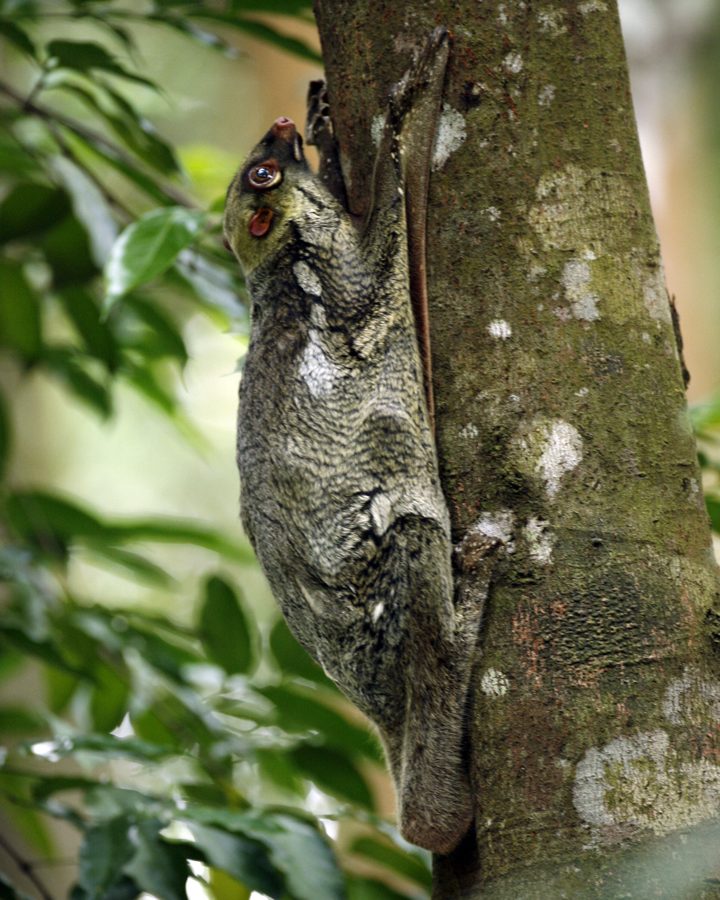 The Sunda Colugo